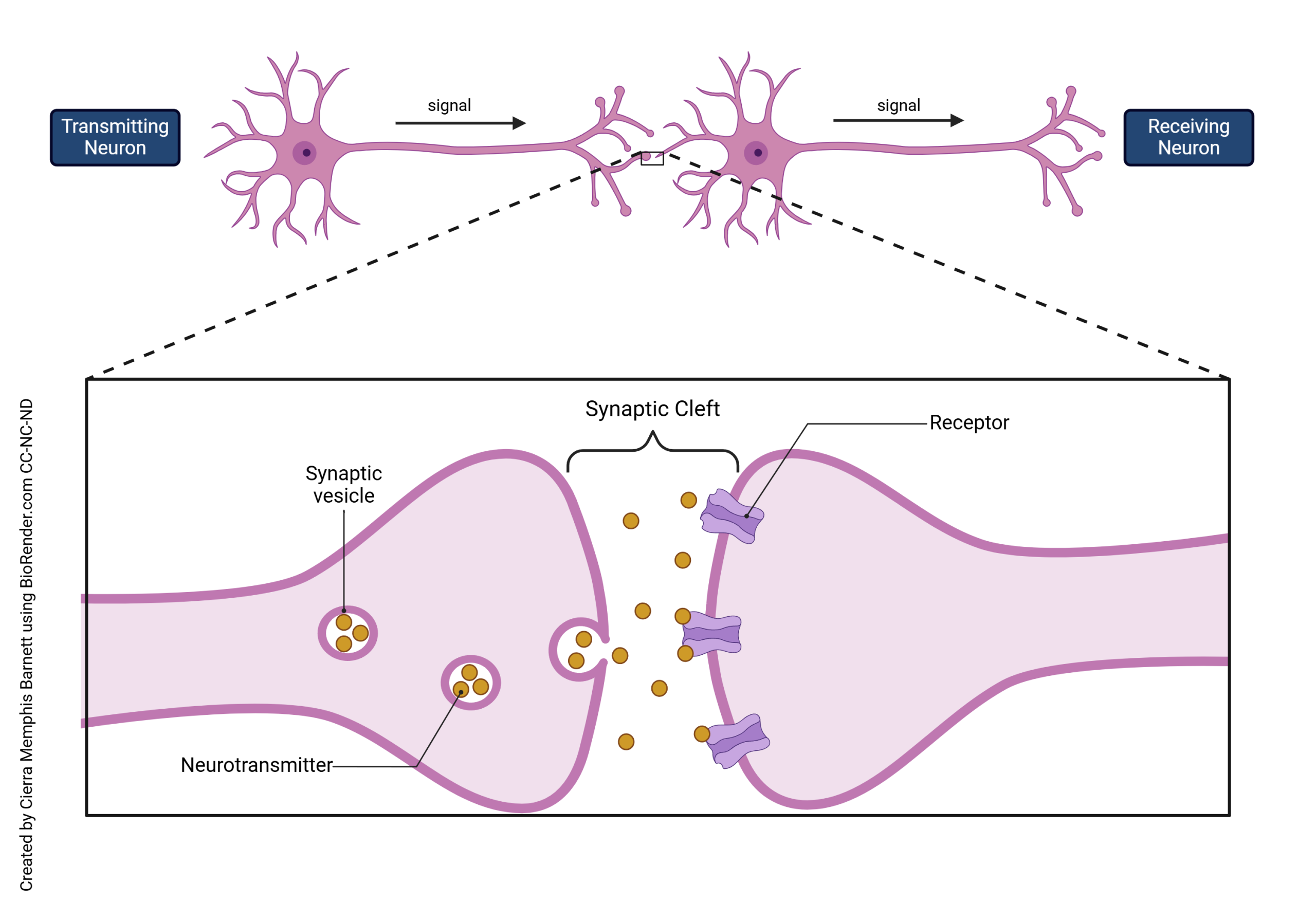 Diagram of communication between neurons.