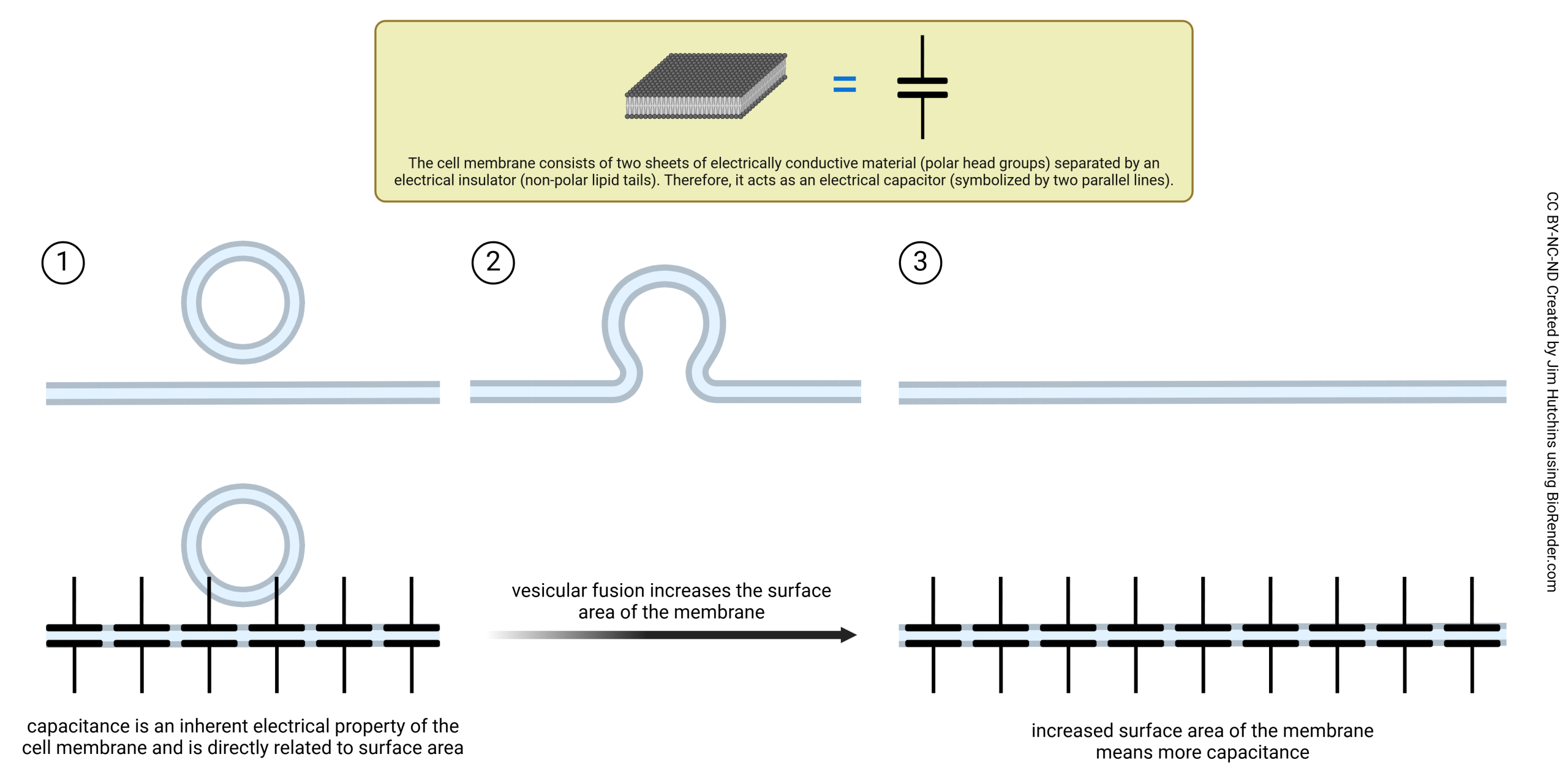 Illustration showing how an increase in membrane surface area with vesicle fusion increases the membrane capacitance.