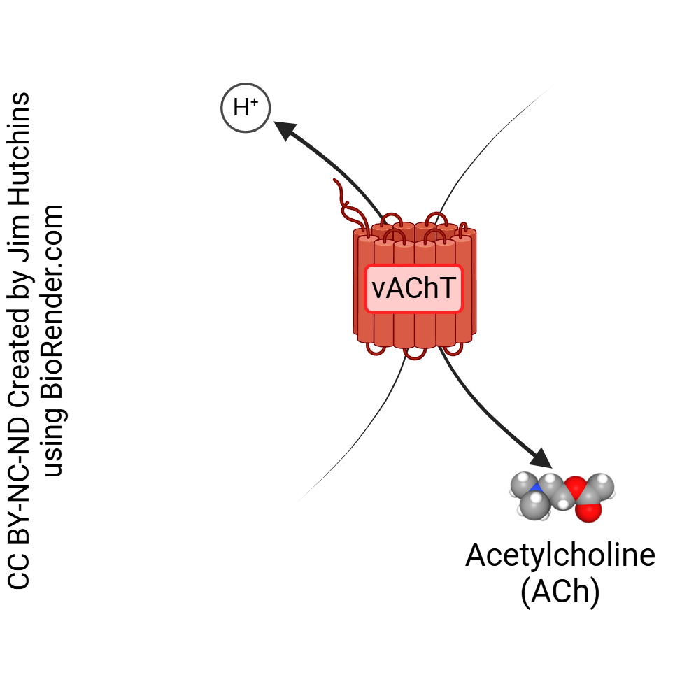 Diagram of the vesicular acetylcholine transporter (vAChT).