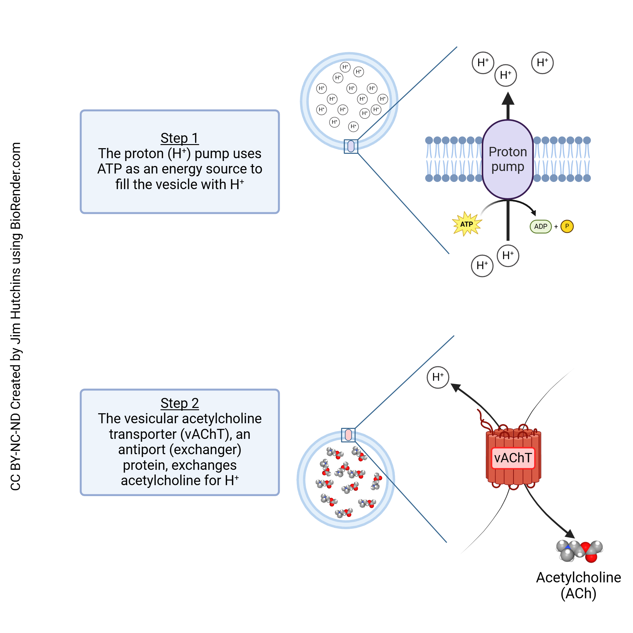 Diagram showing how acetylcholine is packaged into synaptic vesicles.