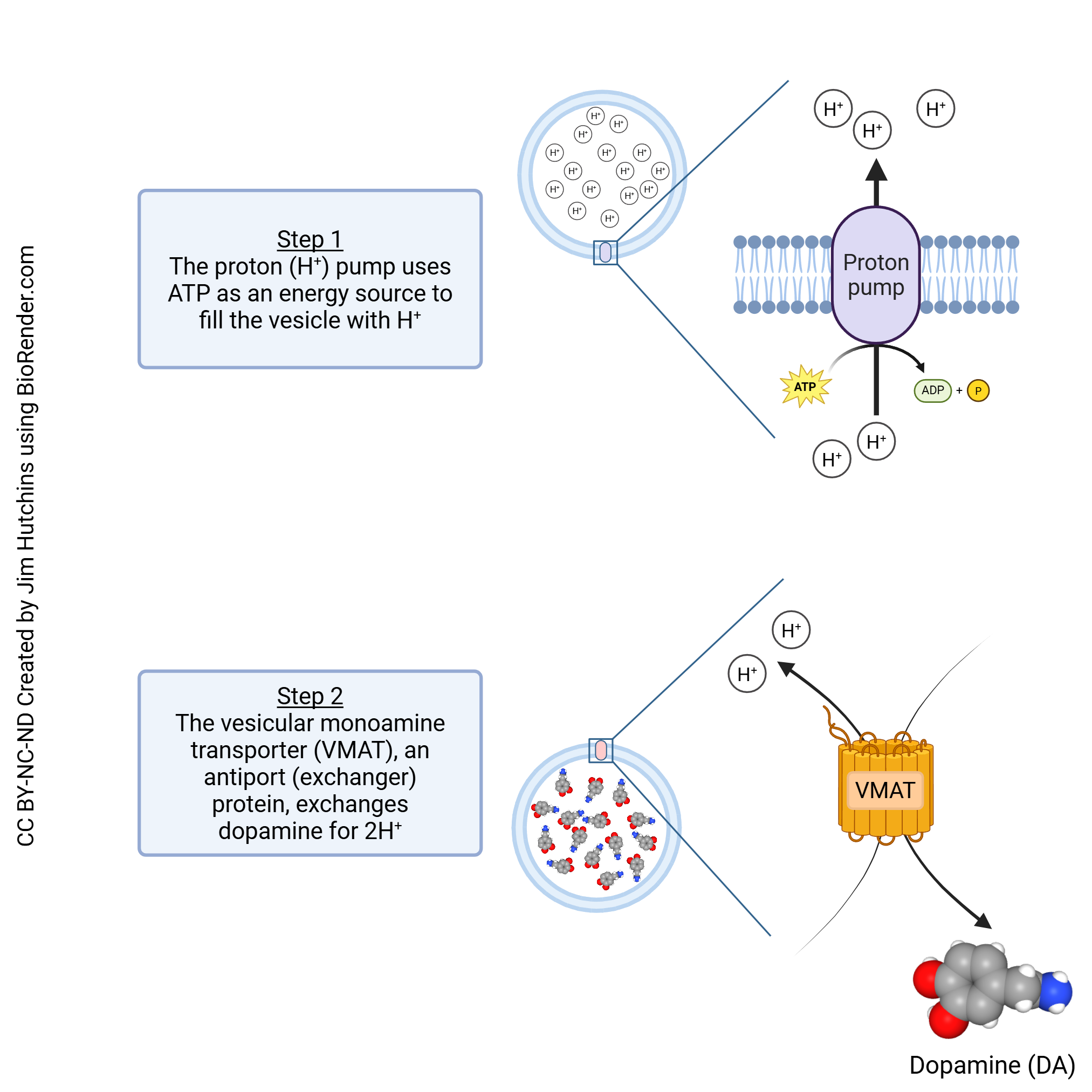 Diagram showing the vesicular monoamine transporter.