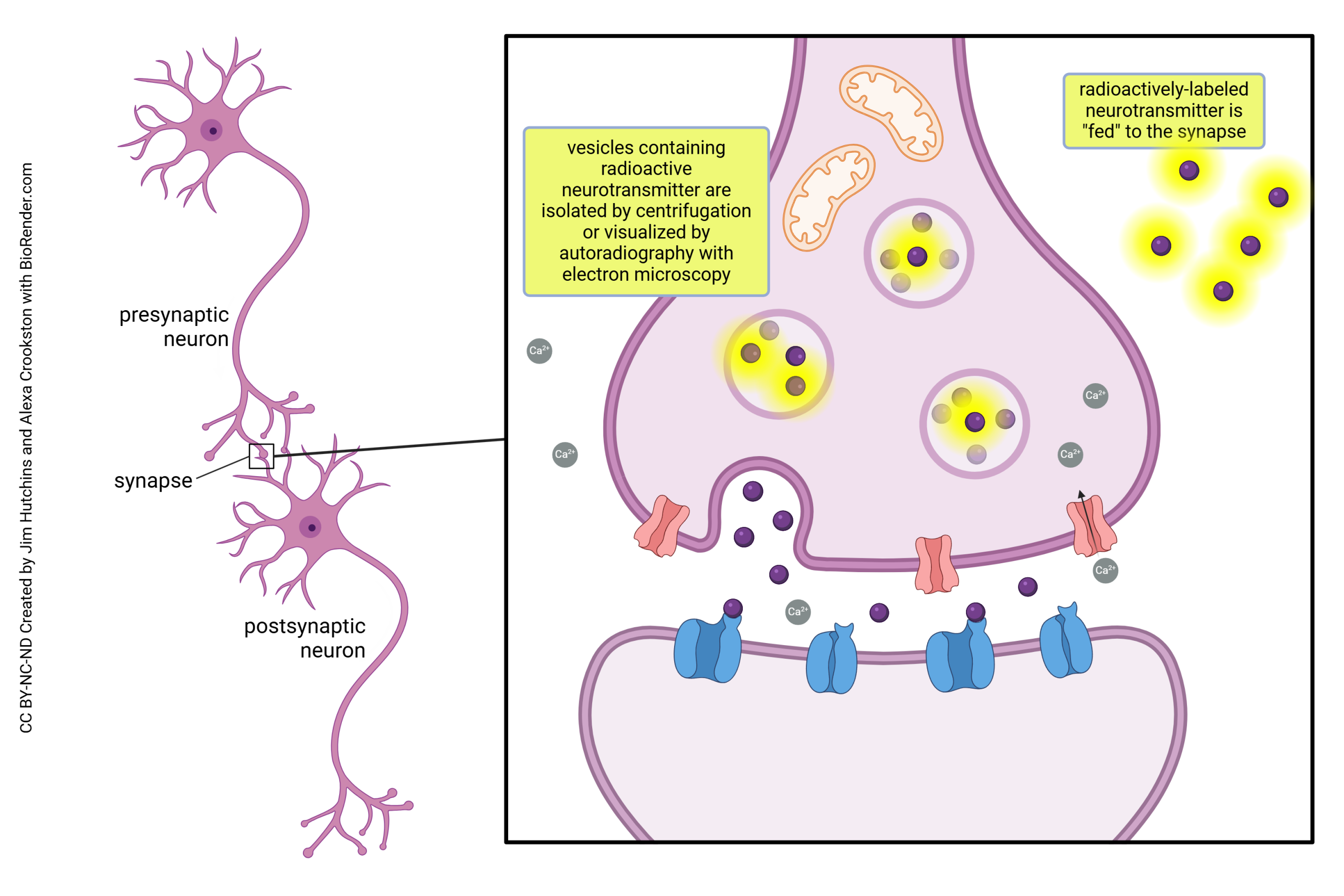 Diagram showing how radioactive labels can be used to localize neurotransmitter to vesicles.