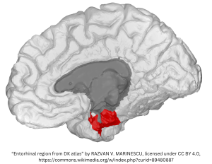 Image of entorhinal cortex, a part of the rhinal cortex