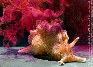 Aplysia californica emitting ink cloud under water