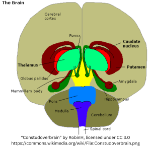 Image depicting the location of amygdae and hippocampi in brain