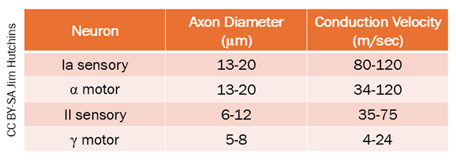 Table listing the axon diameters and conduction velocities for each of the neurons illustrated here.