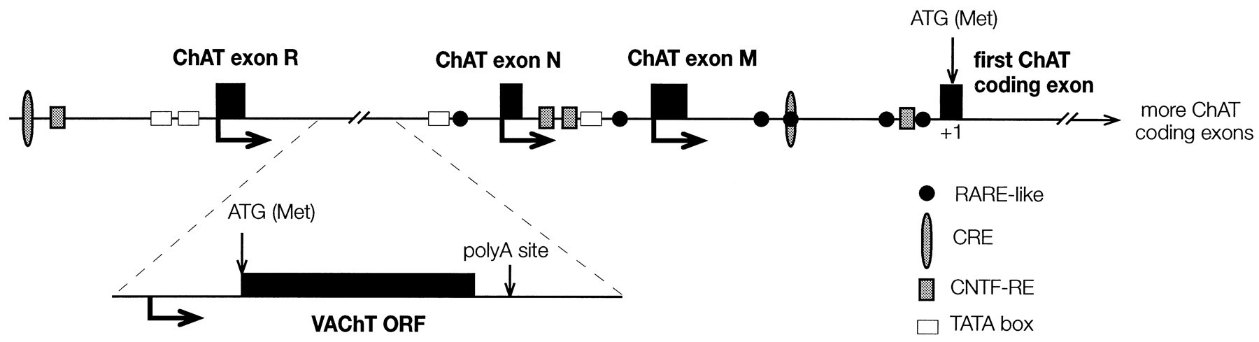 Schematic diagram showing the structure of the choline acetyltransferase gene.