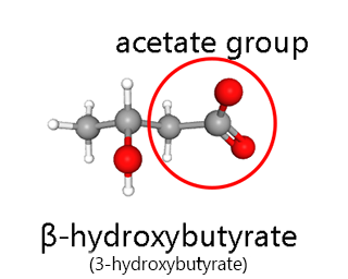 Ball-and-stick model of beta-hydroxybutyrate.