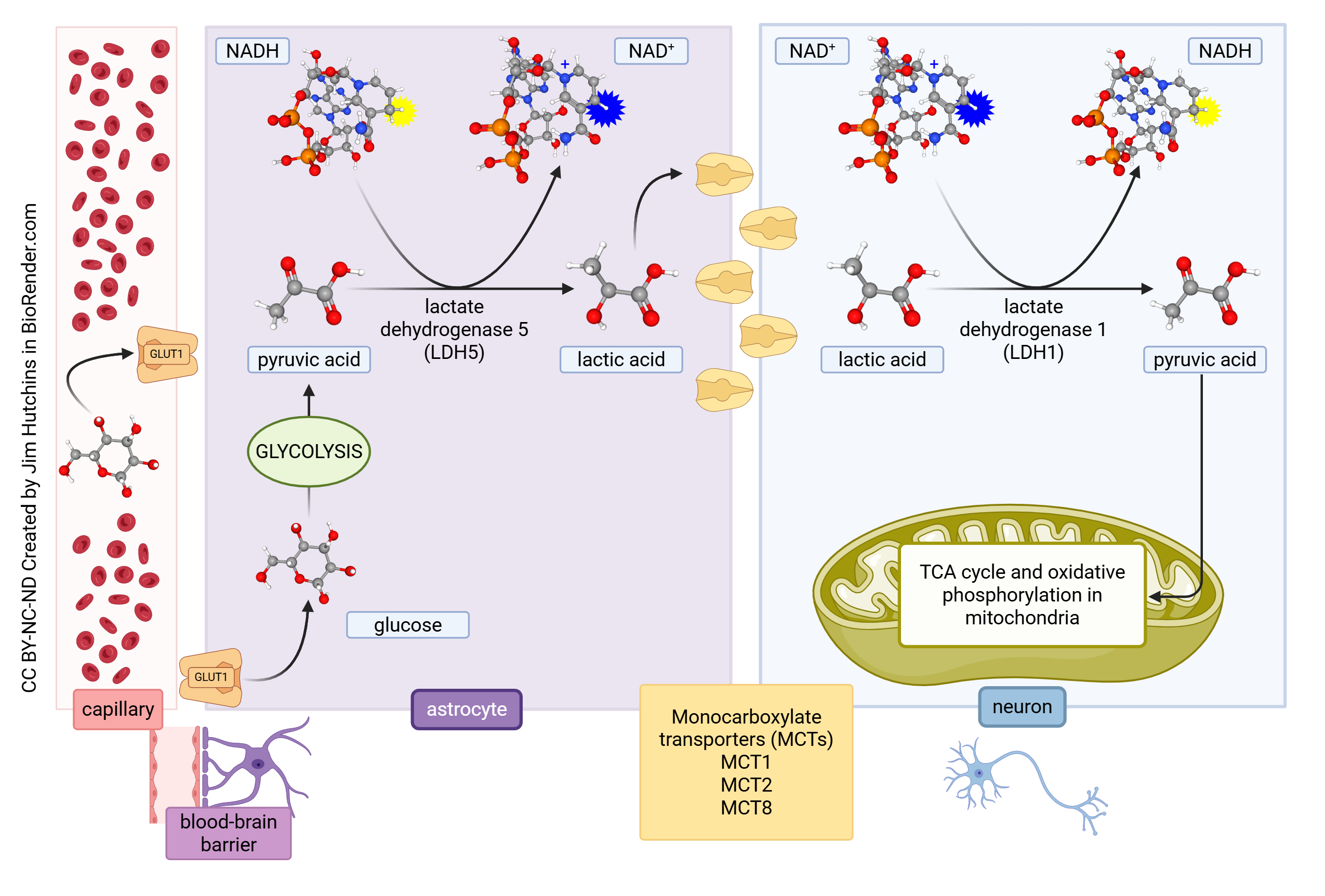 Diagram showing the biochemical reactions in the hypothesized astrocyte-neuron lactate shuttle.