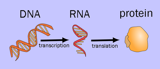 Diagram illustrating the Central Dogma of Molecular Biology