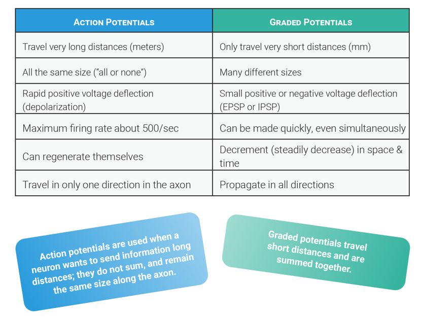 A graphic with table comparing action potentials and graded potentials.