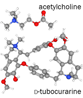 Ball-and-stick models of acetylcholine and D-tubocurarine.