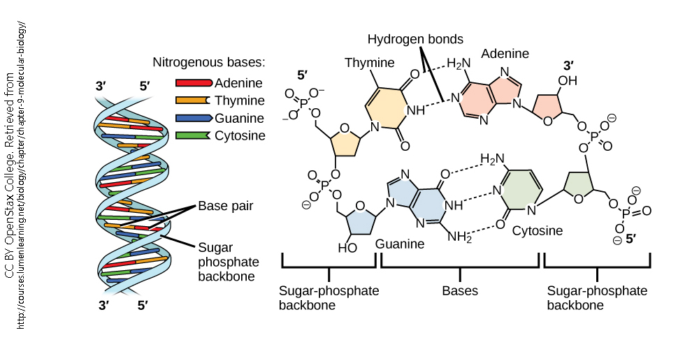 Diagram of the structure of nucleic acids.
