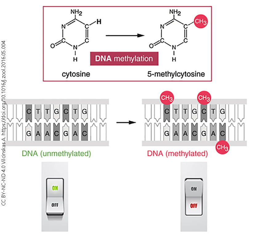 Diagram showing how DNA methylation alters gene expression.