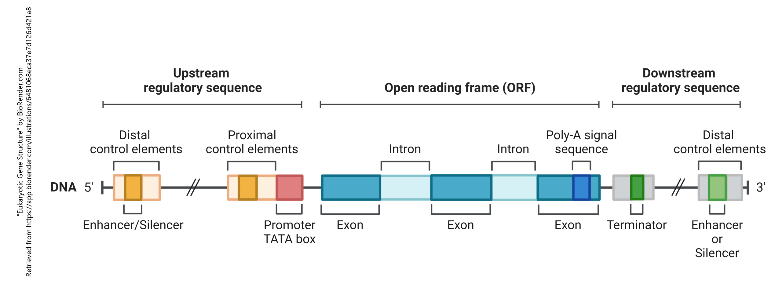 Diagram showing the structure of a gene.