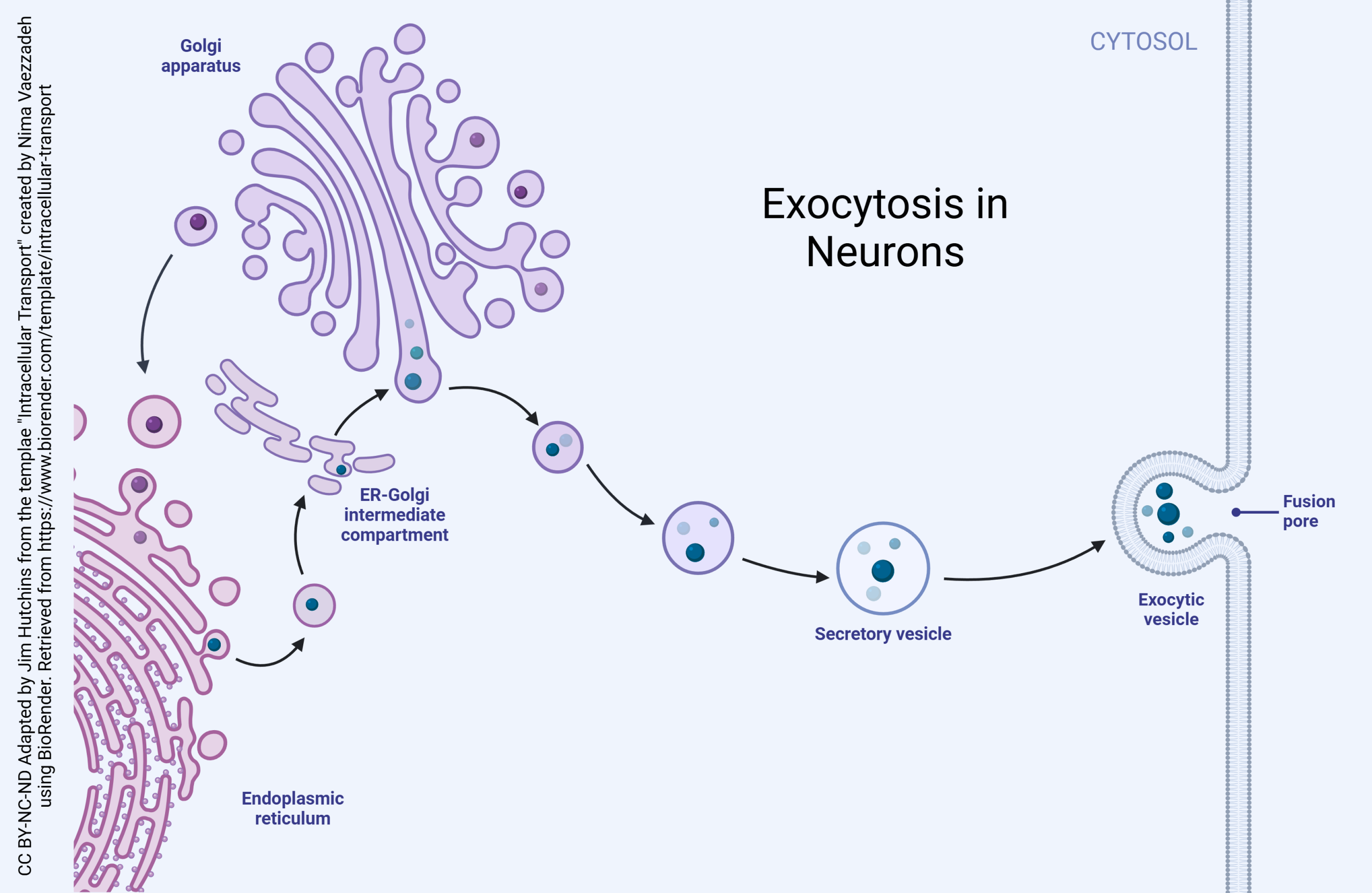 Diagram showing the process of exocytosis in neurons.