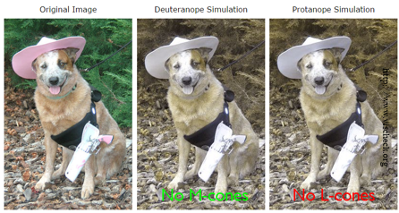 Simulation showing how a color image of a dog wearing a hat looks to persons with normal vision, a deuteranope, and a protanope.