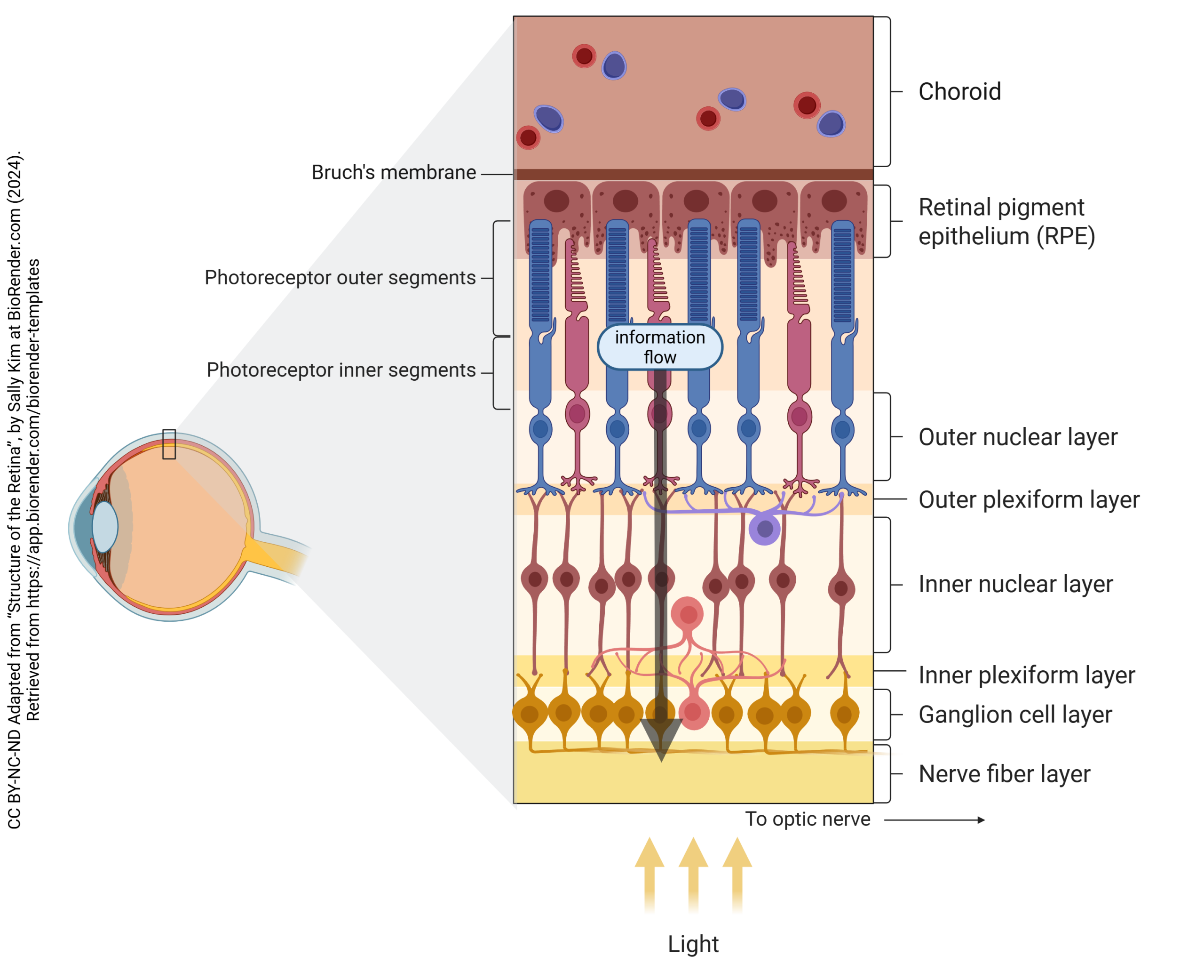 Diagram showing the straight-through information processing pathway in the retina.