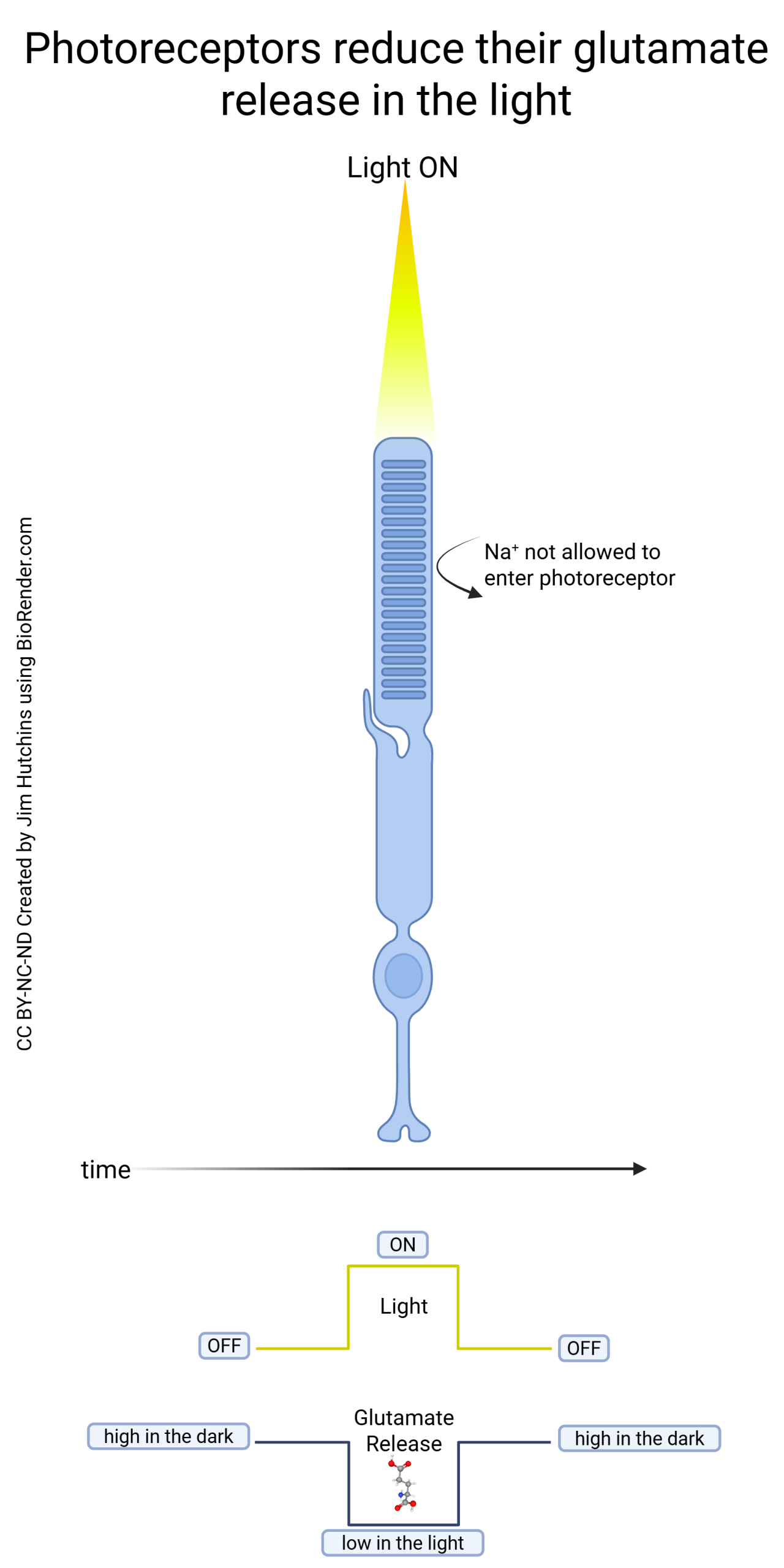 Diagram showing the response of a photoreceptor to light.