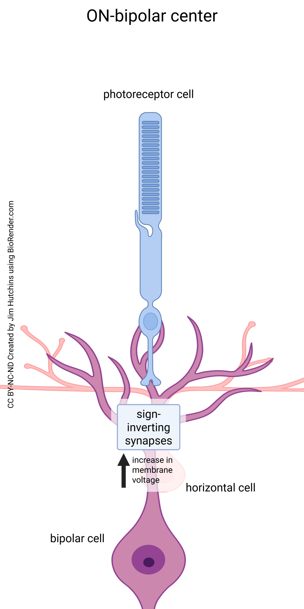 Diagram showing how the center of a center-surround receptive field is built.