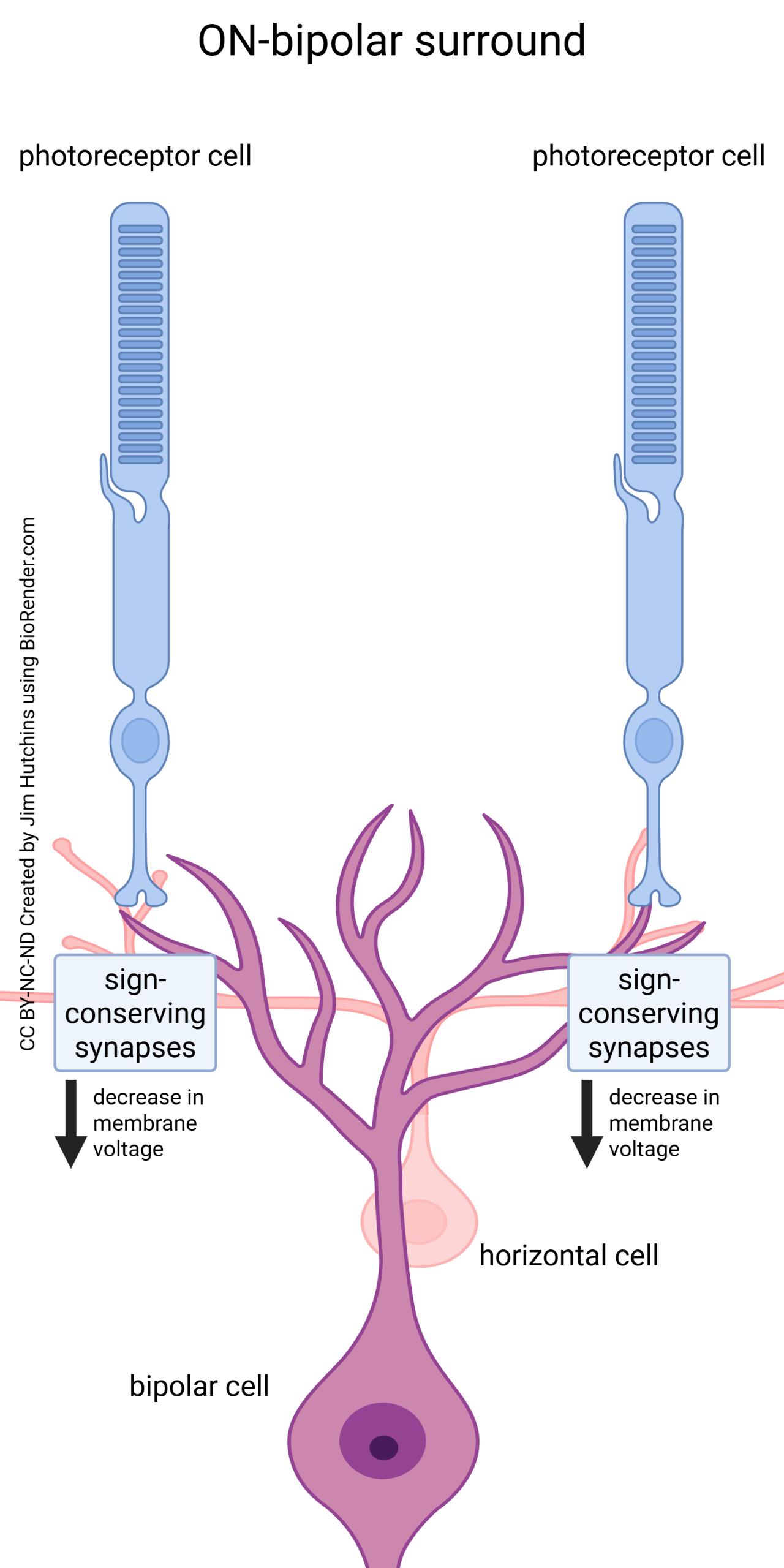 Diagram showing how the surround of a center-surround receptive field is built.