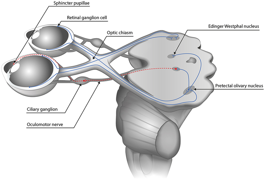 Diagram showing the structures involved in the pupillary light reflex.
