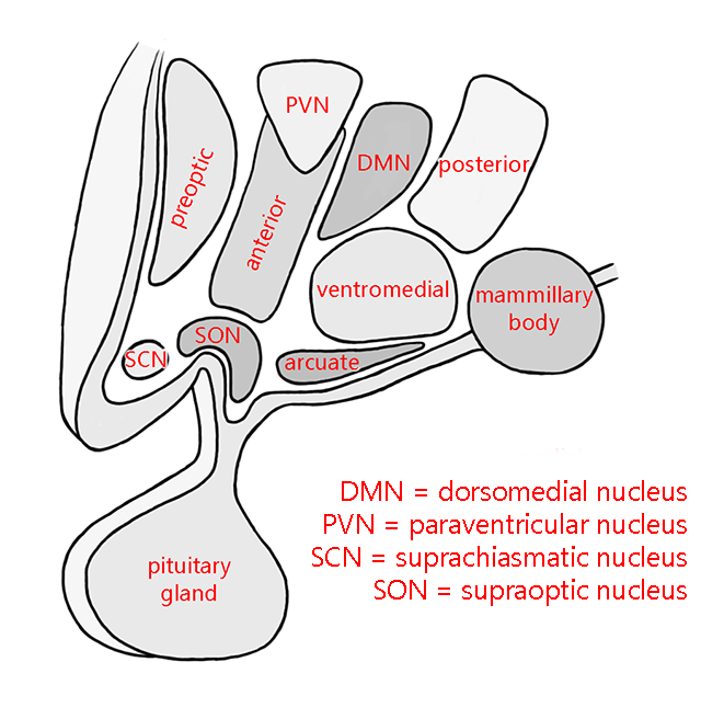 Illustration showing the hypothalamic nuclei.