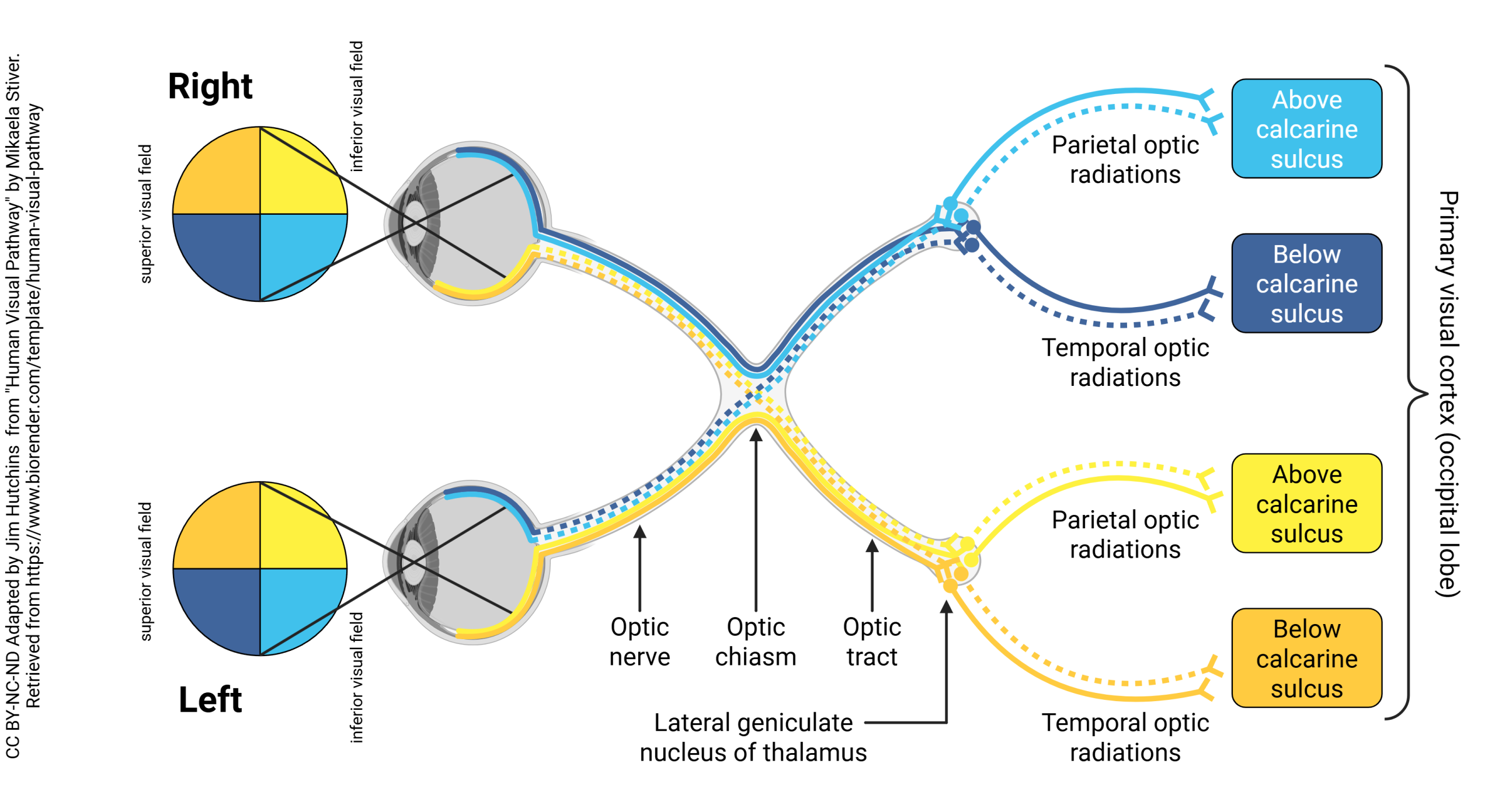 Diagram showing the distribution of fibers in the optic radiations and visual cortex.