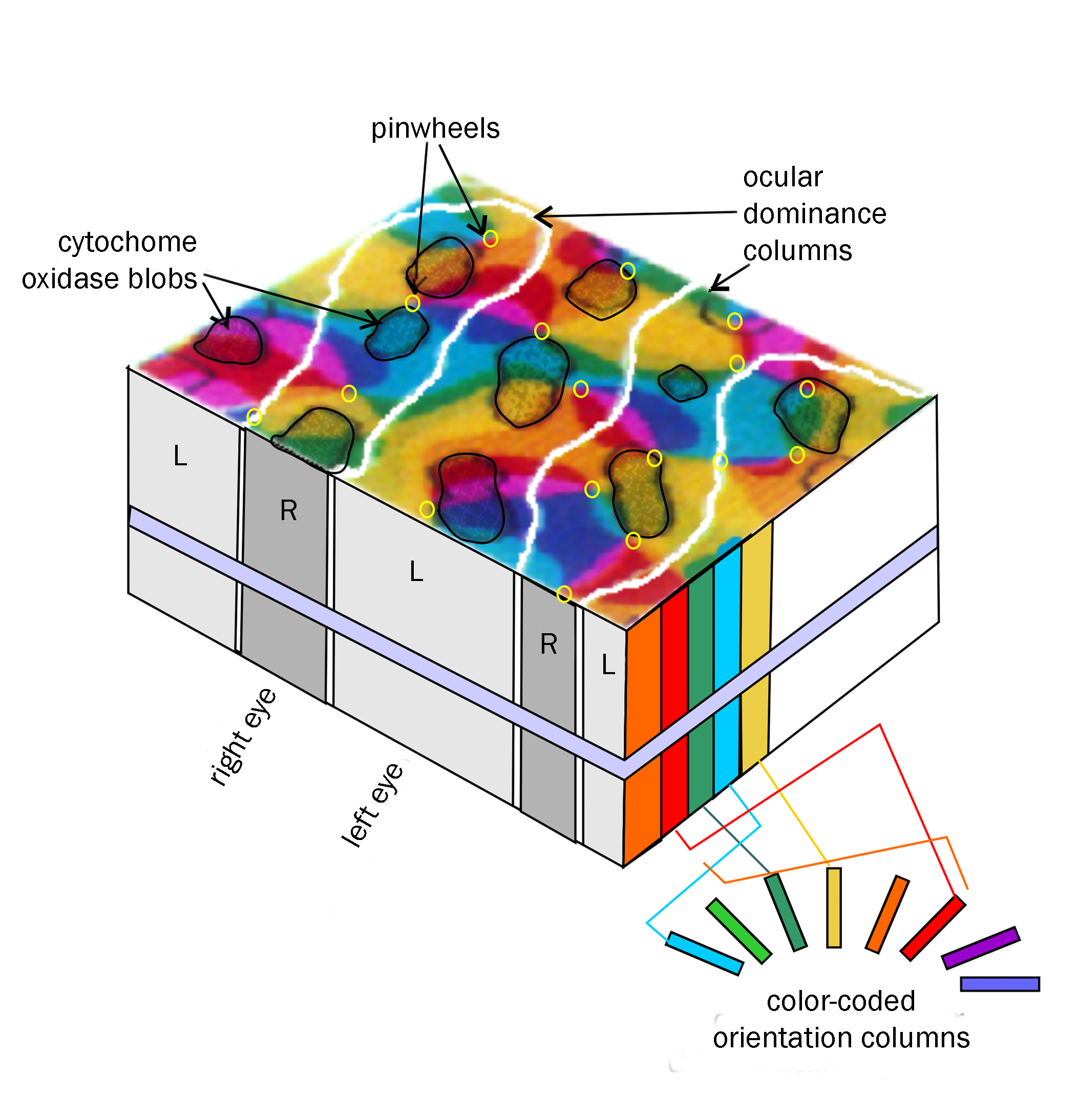 Diagram showing the organization of visual cortex: blobs, pinwheels, orientation columns, and ocular dominance columns.
