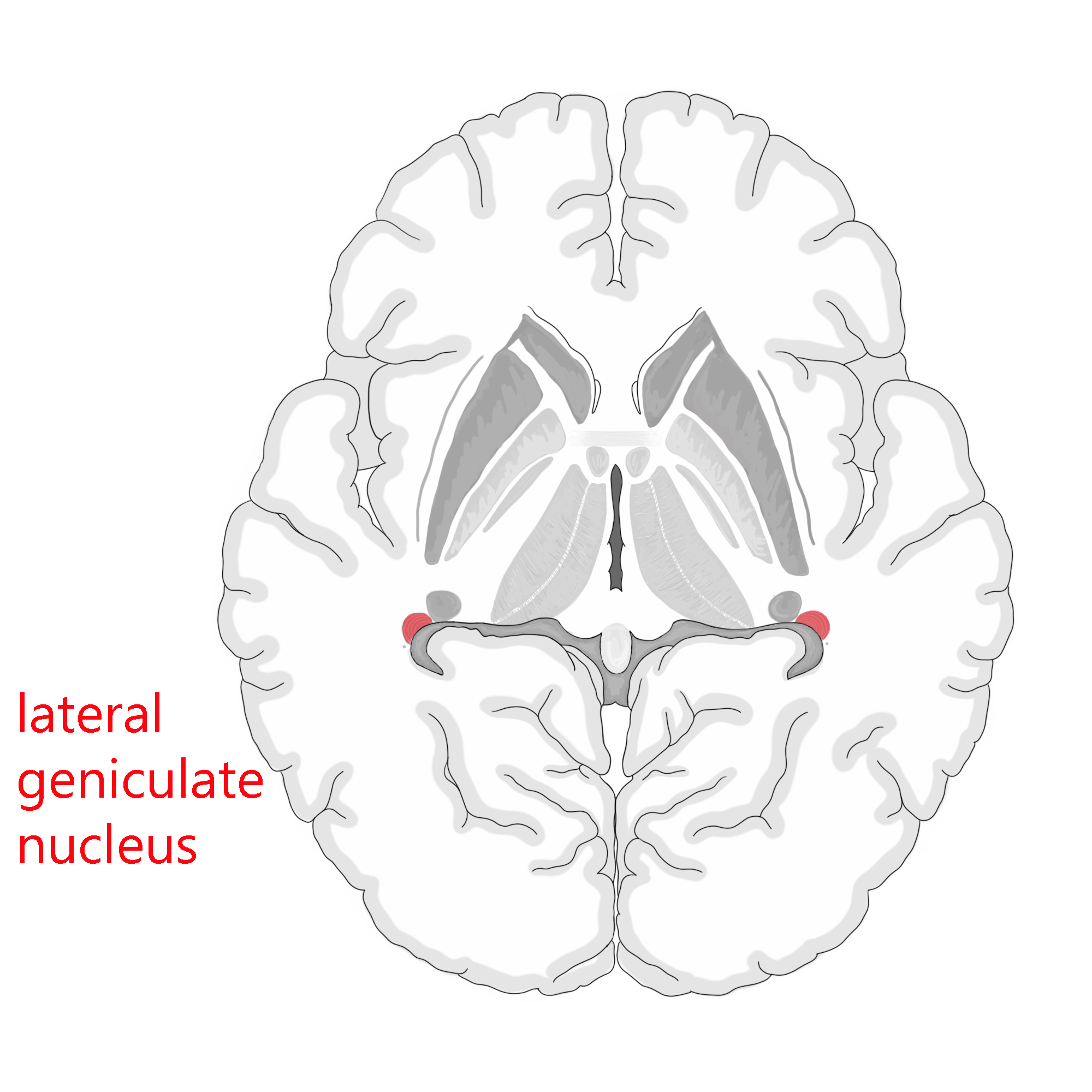 Illustration of the human brain sliced in horizontal section, showing the location of the lateral geniculate nucleus.