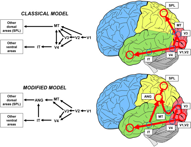 Diagram showing proposed structures making up the dorsal and ventral streams of the human brain.