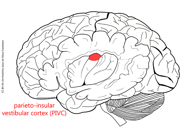 Diagram showing the location of the parieto-insular vestibular cortex in the insula.
