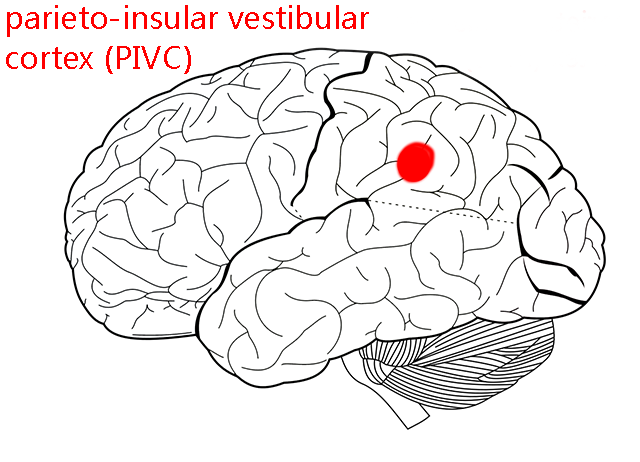 Diagram showing the location of the parieto-insular vestibular cortex on the surface of the parietal lobe.