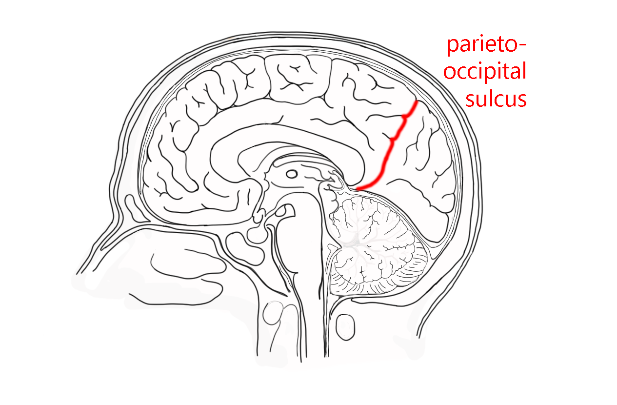 Diagram showing the location of the parieto-occipital sulcus.