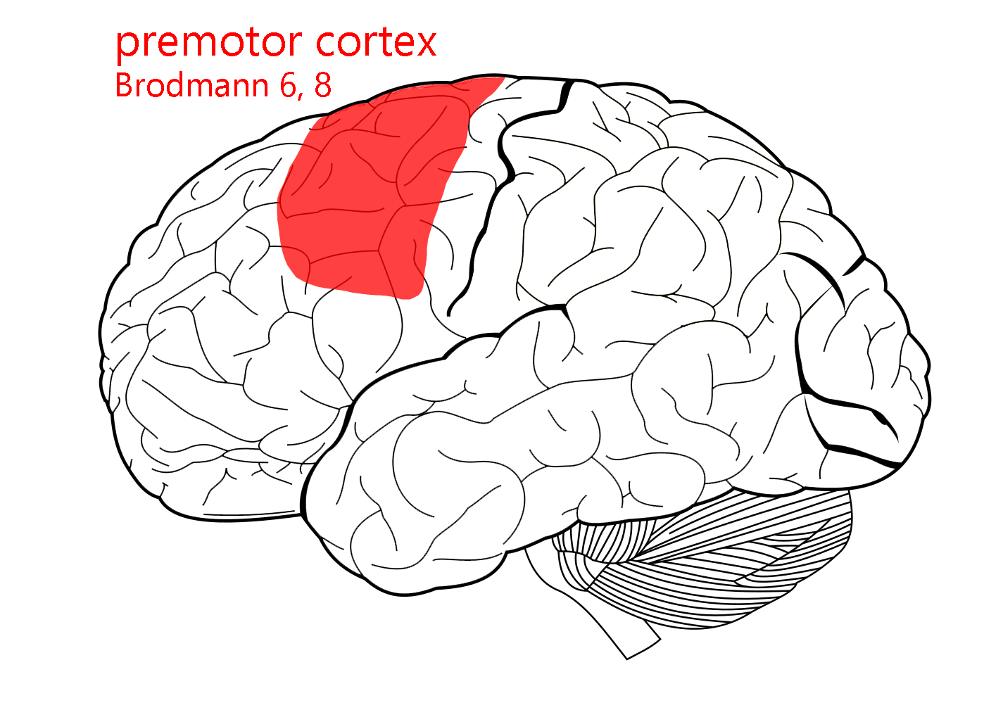 Illustration of the location of premotor cortex.