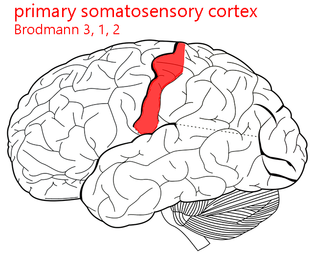 Diagram showing the location of primary somatosensory cortex.