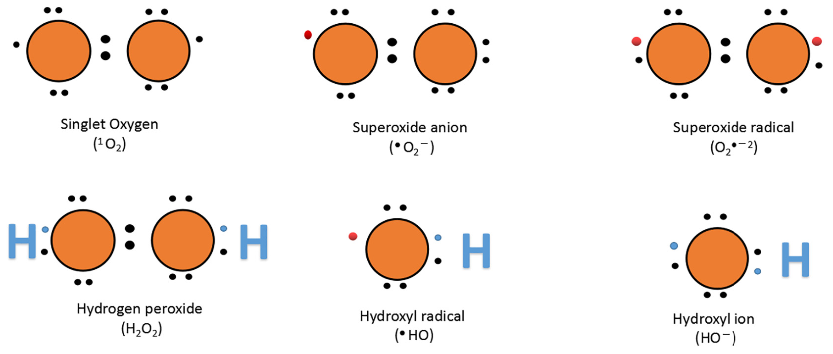 Lewis dot diagrams of reactive oxygen species (ROS).
