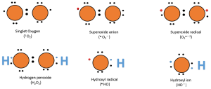 Lewis dot diagrams of reactive oxygen species (ROS).