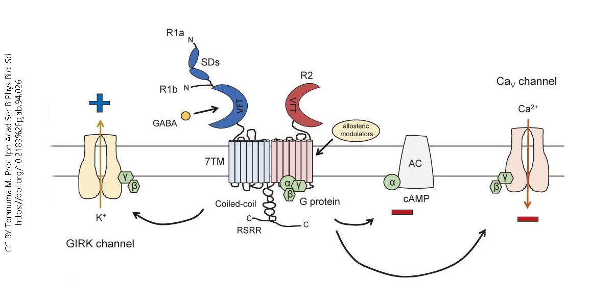 Diagram showing the binding steps of the G-protein coupled GABA B receptor.