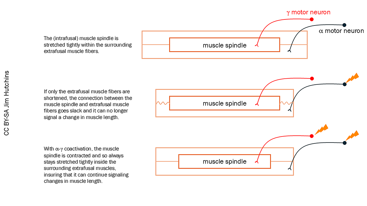 Diagram illustrating how the gamma loop keeps the intrafusal muscle fiber in the middle of its dynamic range.
