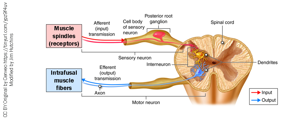 Diagram showing the neurons that make up the gamma loop and their locations.