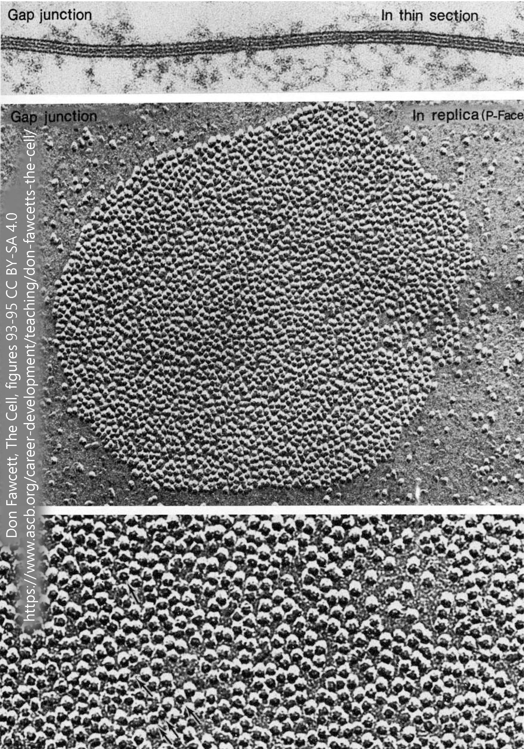 Conventional and freeze-fracture electron micrographs of gap junctions.