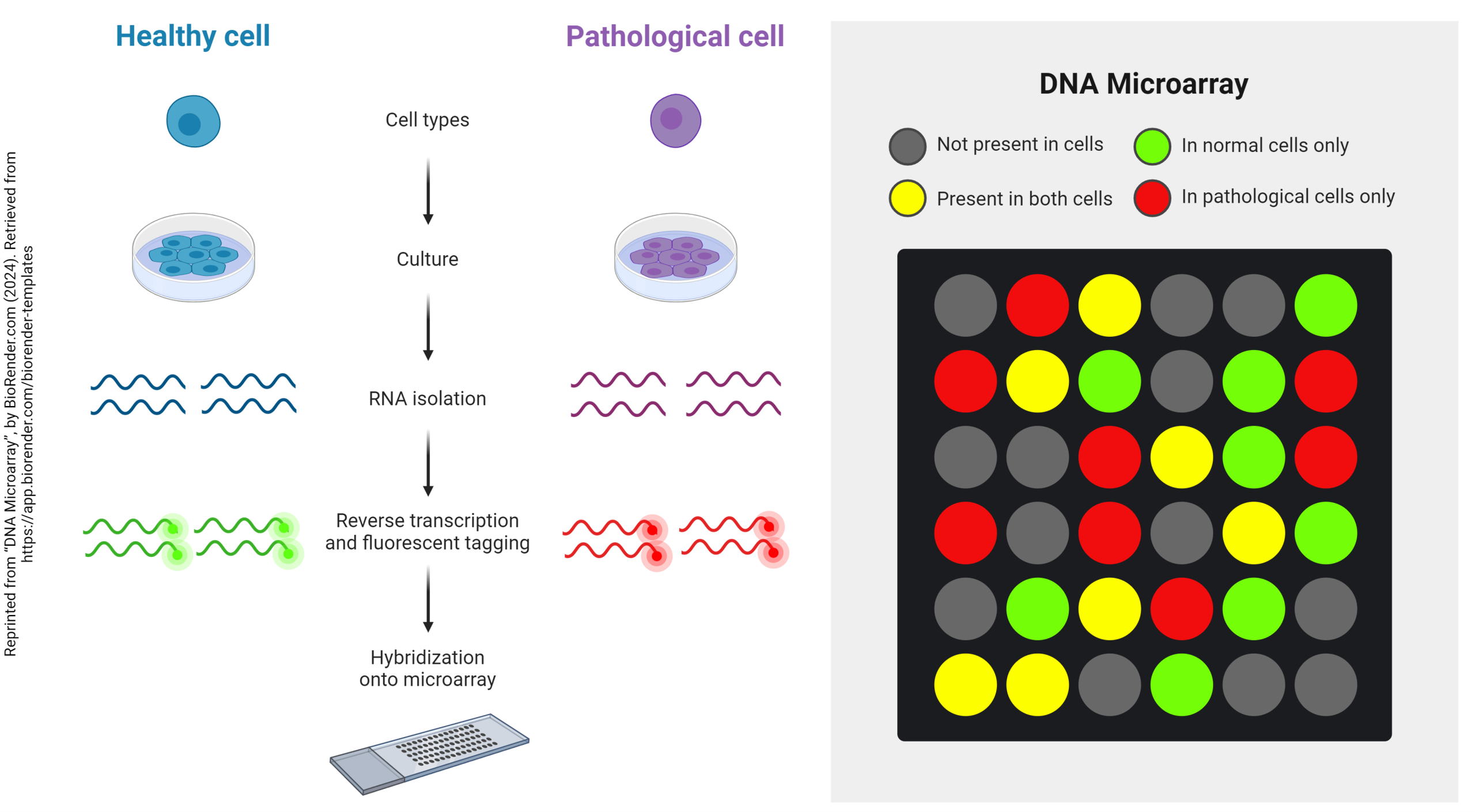 Diagram showing how gene arrays are used to measure gene expression.