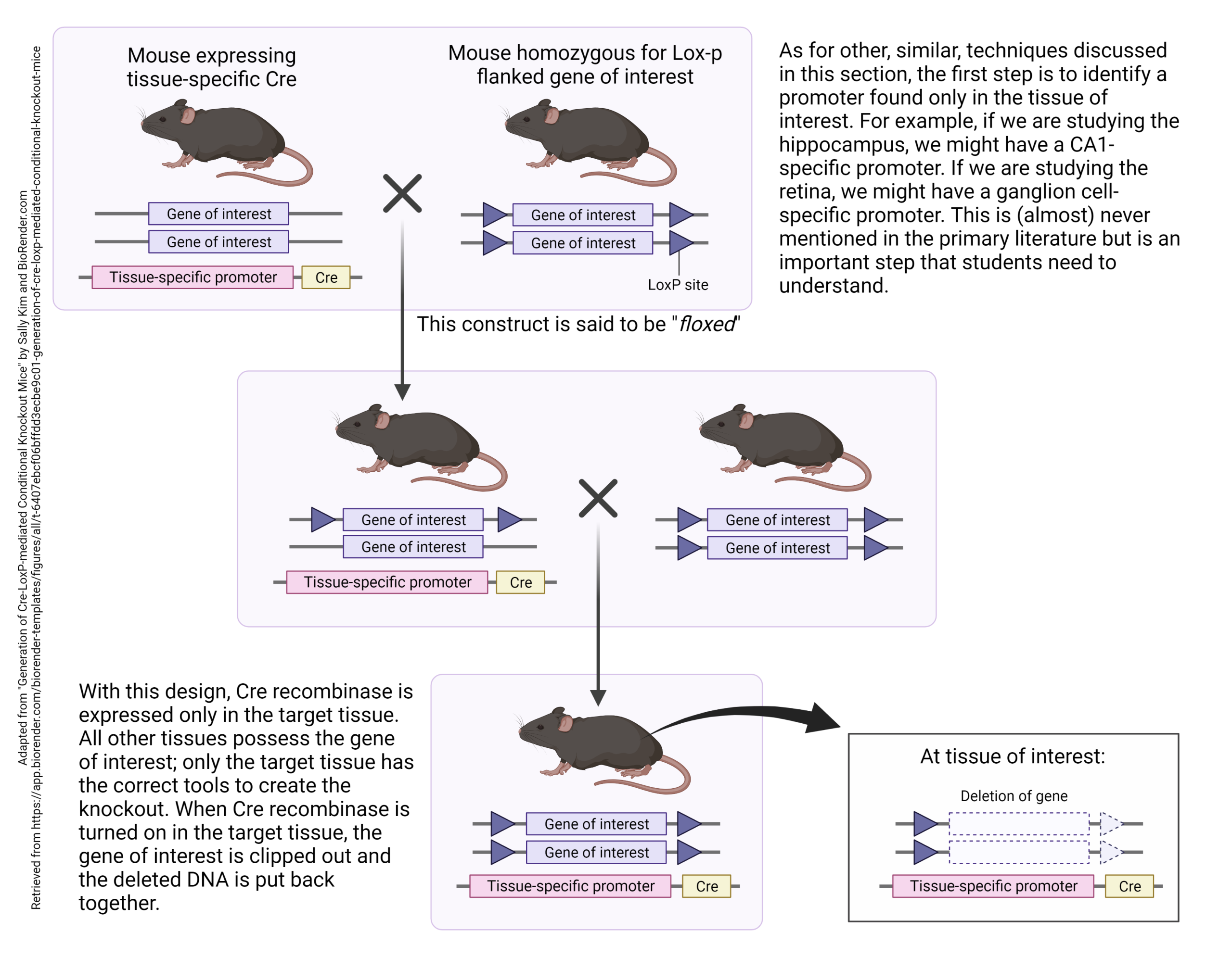 Infographic showing the creation of conditional knockout mice.
