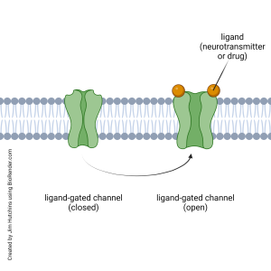 Diagrammatic representation of an ionotropic receptor.