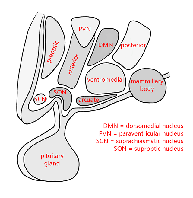 Diagram showing the nuclei which make up the human hypothalamus.