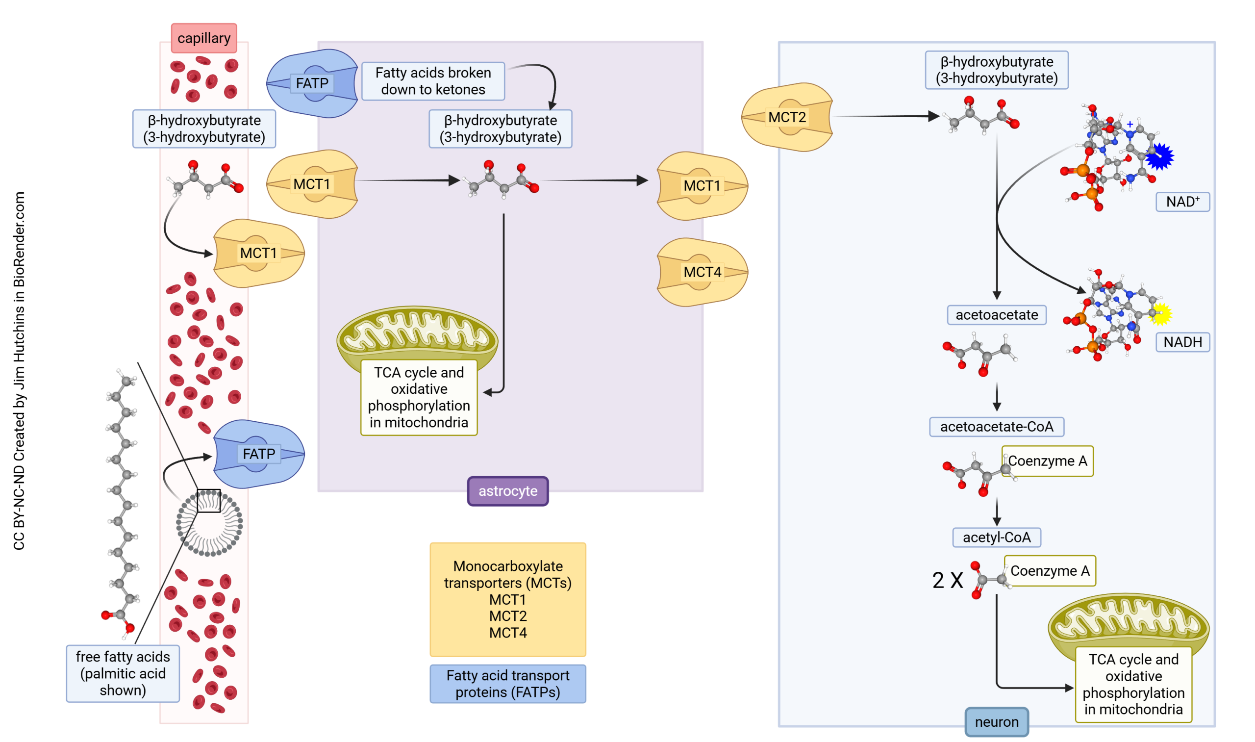 Diagram showing how ketones are metabolized in brain tissue.