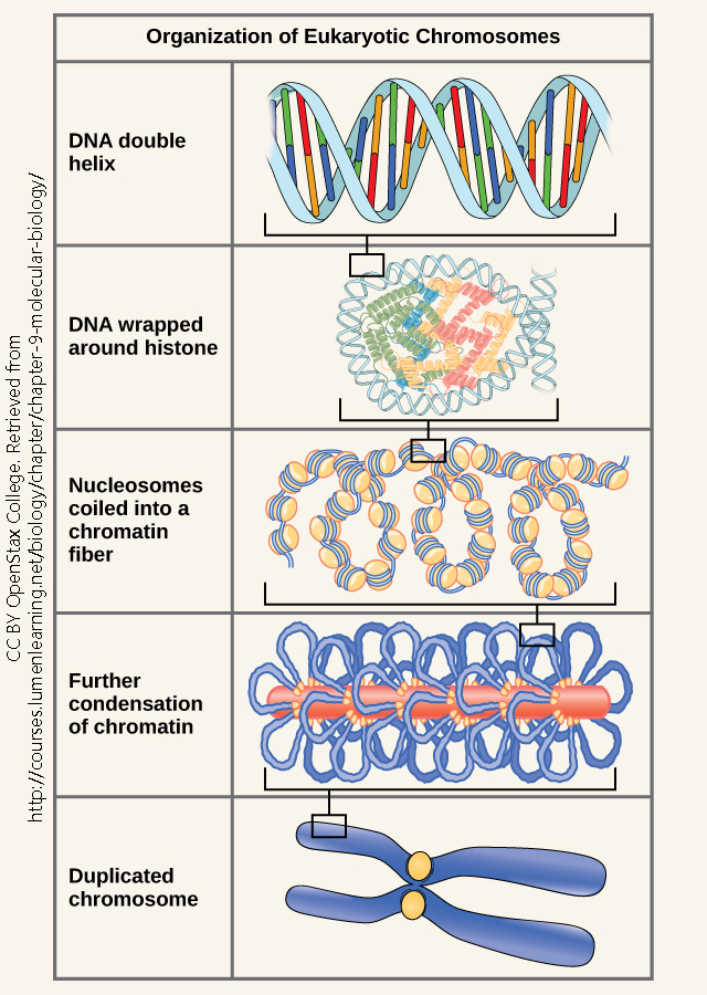 Infographic showing the different levels of DNA structure.