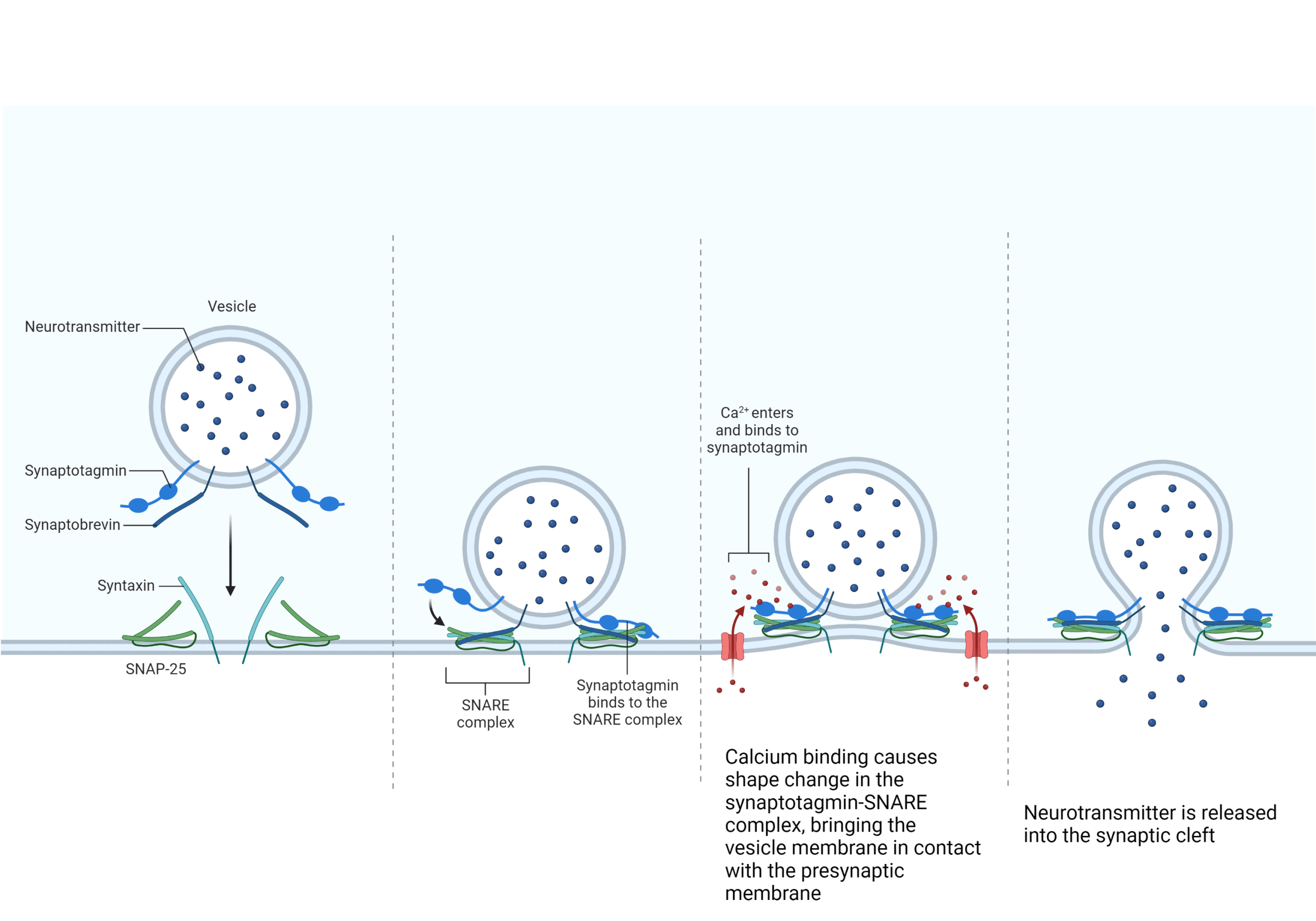 Diagram showing how neurotransmitter vesicles fuse with the presynaptic membrane.