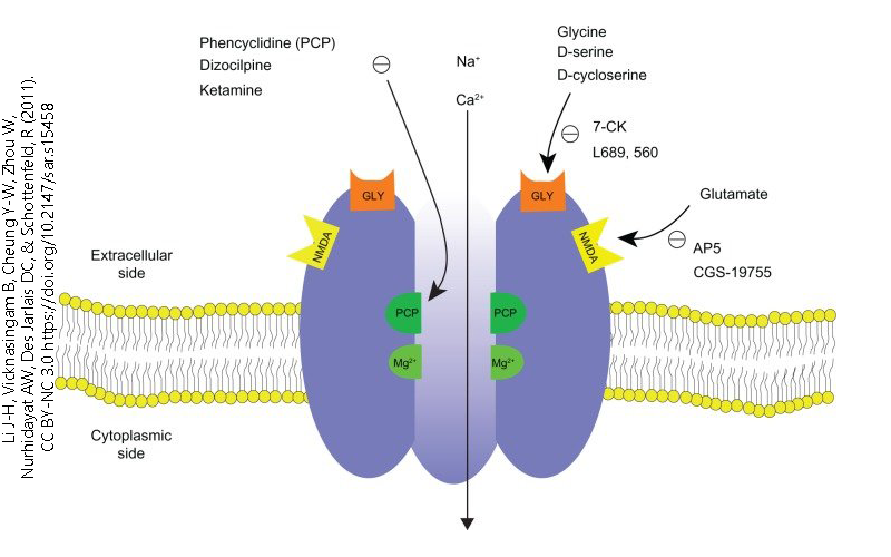 Schematic diagram of the NMDA receptor